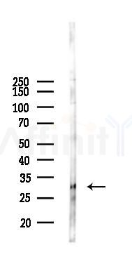 CGREF1 Antibody - Western blot analysis of lysates from Hela cells(starvation,24h treatment), using CGREF1 Antibody at 1/1000 dilution.