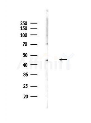 LYAR Antibody - Western blot analysis of lysates from Mouse lung, using LYAR Antibody at 1/1000 dilution.