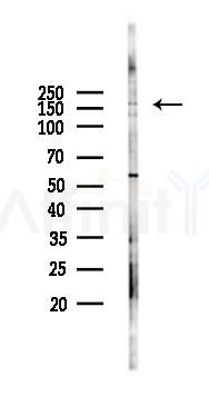 CEP170 Antibody - Western blot analysis of lysates from RAW264.