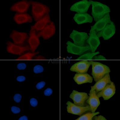 HSD11B1 Antibody - DF3972 staining Hela cells(45min of heat-shock) by IF/ICC.