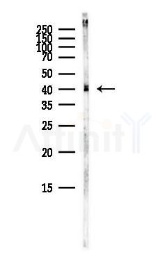 CXADR Antibody - Western blot analysis of lysates from Mouse brain, using CXADR Antibody at 1/1000 dilution.