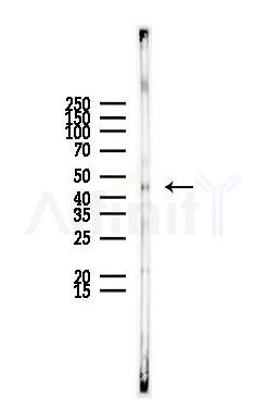 CXADR Antibody - Western blot analysis of lysates from Rat liver, using CXADR Antibody at 1/1000 dilution.