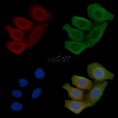 DKK3 Antibody - DF3990 staining Hela cells(45min of heat-shock) by IF/ICC.