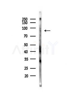 POLI Antibody - Western blot analysis of lysates from PC12 cells(heat-shock,45min treatment), using POLI Antibody at 1/1000 dilution.
