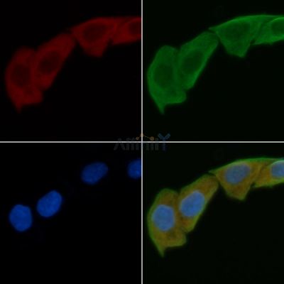 EFEMP2 Antibody - DF4033 staining Hela cells by IF/ICC.