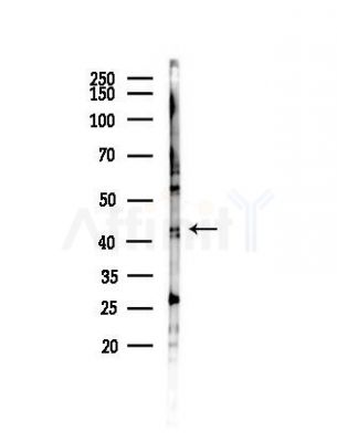 ENDOGL1 Antibody - Western blot analysis of lysates from Mouse liver, using ENDOGL1 Antibody at 1/1000 dilution.