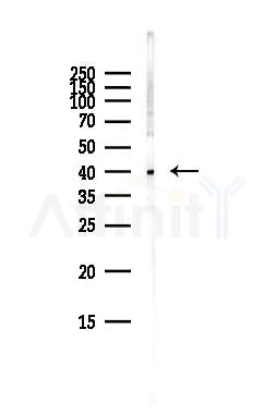 EIF2S2 Antibody - Western blot analysis of lysates from Hela cells(starvation,24h treatment), using EIF2S2 Antibody at 1/1000 dilution.