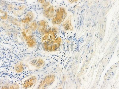 FKBPL Antibody - DF4057 at 1/100 staining human normal gastric tissue by IHC-P.