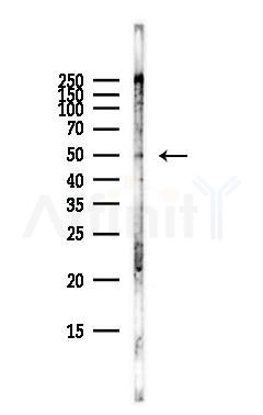 GJC2 Antibody - Western blot analysis of lysates from Hela cells(starvation,24h treatment), using GJC2 Antibody at 1/1000 dilution.