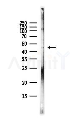 GJC2 Antibody - Western blot analysis of lysates from HepG2 cells(heat-shock,45min treatment), using GJC2 Antibody at 1/1000 dilution.