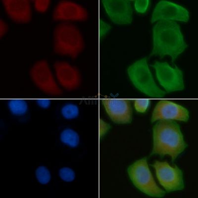 Connexin 45 / GJA7 Antibody - DF4080 staining Hela cells by IF/ICC.