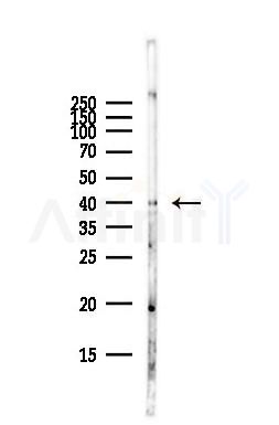 GNAT1 Antibody - Western blot analysis of lysates from Hela cells(starvation,24h treatment), using GNAT1 Antibody at 1/1000 dilution.