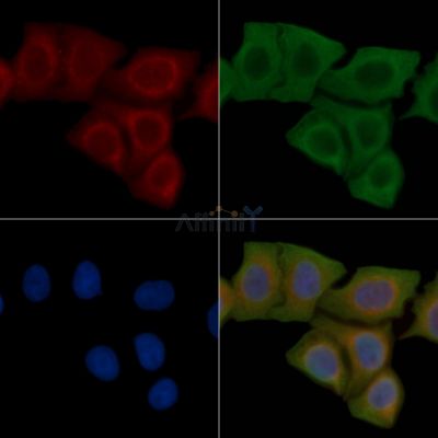 HLA-H Antibody - DF4117 staining Hela cells(45min of heat-shock) by IF/ICC.