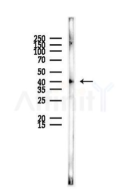 MRPS22 Antibody - Western blot analysis of lysates from Rat liver, using MRPS22 Antibody at 1/1000 dilution.