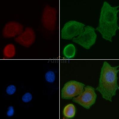 MRPS25 Antibody - DF4167 staining Hela cells by IF/ICC.
