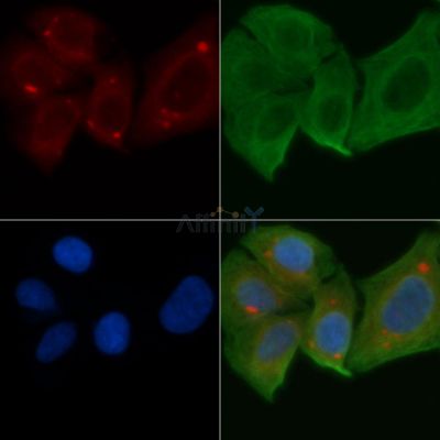 MRPS27 Antibody - DF4168 staining Hela cells by IF/ICC.