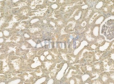 MRPS36 Antibody - DF4171 at 1/100 staining human normal kidney tissue by IHC-P.