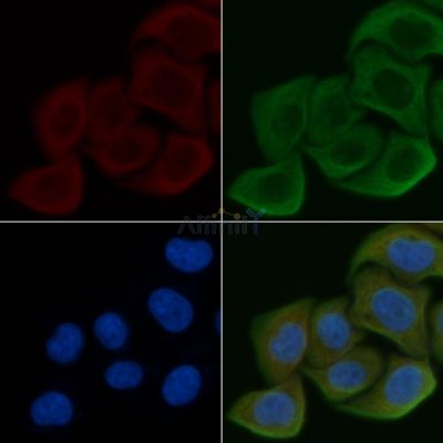 MRPL39 Antibody - DF4175 staining Hela cells by IF/ICC.