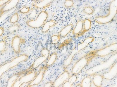 MRPL39 Antibody - DF4175 at 1/100 staining human normal kidney tissue by IHC-P.