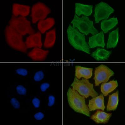 SLC16A3 Antibody - DF4182 staining Hela cells(30min of UV treatment) by IF/ICC.