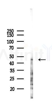 MNDA Antibody - Western blot analysis of lysates from Hela cells(starvation,24h treatment), using MNDA Antibody at 1/1000 dilution.