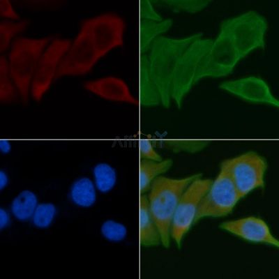MYOM2 Antibody - DF4195 staining Hela cells by IF/ICC.