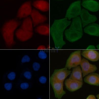 MT-ND1 Antibody - DF4214 staining Hela cells by IF/ICC.