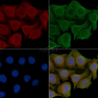 NCAM2 Antibody - DF4224 staining Hela cells(45min of heat-shock) by IF/ICC.