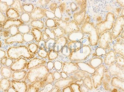 PECI Antibody - DF4279 at 1/100 staining human normal kidney tissue by IHC-P.