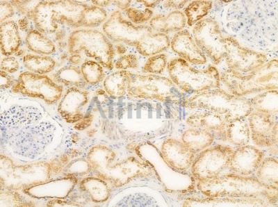 PECI Antibody - DF4279 at 1/100 staining human normal kidney tissue by IHC-P.