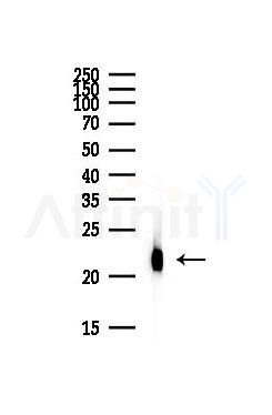 PEBP1 Antibody - Western blot analysis of lysates from Hela cells(starvation,24h treatment), using PEBP1 Antibody at 1/1000 dilution.