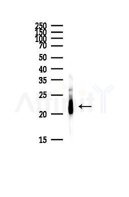PEBP1 Antibody - Western blot analysis of lysates from Mouse brain, using PEBP1 Antibody at 1/1000 dilution.