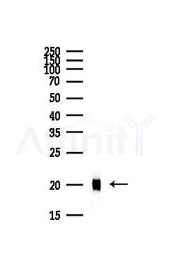 PEBP1 Antibody - Western blot analysis of lysates from HepG2 cells(heat-shock,45min treatment), using PEBP1 Antibody at 1/1000 dilution.