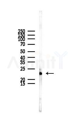PEBP1 Antibody - Western blot analysis of lysates from Rat liver, using PEBP1 Antibody at 1/1000 dilution.