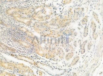 POLDIP3 Antibody - DF4304 at 1/100 staining human normal gastric tissue by IHC-P.