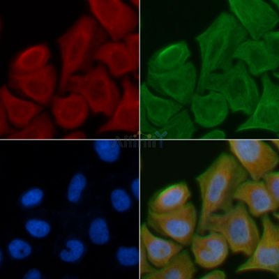 KCNF1 Antibody - DF4316 staining Hela cells by IF/ICC.