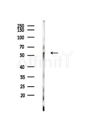 KCNS2 Antibody - Western blot analysis of lysates from PC12 cells, using KCNS2 Antibody at 1/1000 dilution.