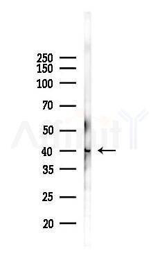 APOBEC3D/F Antibody - Western blot analysis of lysates from Hela cells(heat-shock,45min treatment), using APOBEC3D/F Antibody at 1/1000 dilution.