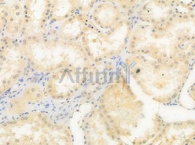 S100Z Antibody - DF4357 at 1/100 staining human normal kidney tissue by IHC-P.