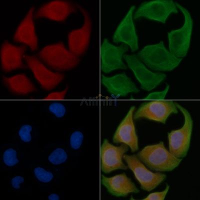 MOV10L1 Antibody - DF4361 staining Hela cells by IF/ICC.