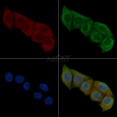 RFTN1 Antibody - DF4377 staining Hela cells(45min of heat-shock) by IF/ICC.