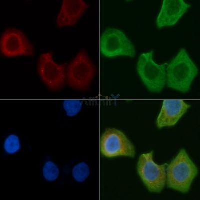 RAP1GAP Antibody - DF4383 staining Hela cells by IF/ICC.