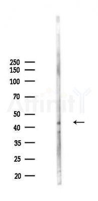 RASSF6 Antibody - Western blot analysis of lysates from HepG2 cells(heat-shock,45min treatment), using RASSF6 Antibody at 1/1000 dilution.