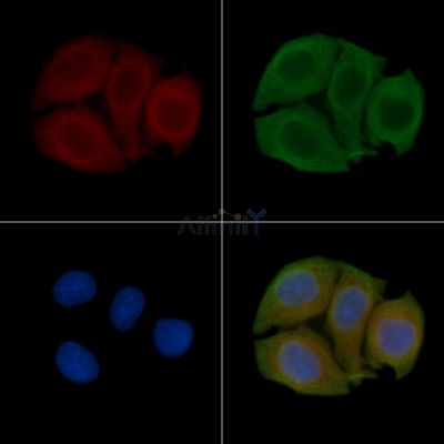 SFRP2 Antibody - DF4451 staining Hela cells(45min of heat-shock) by IF/ICC.