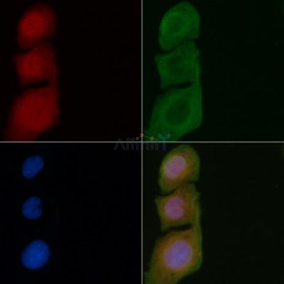 SERGEF Antibody - DF4452 staining Hela cells by IF/ICC.