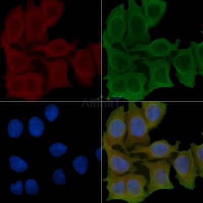 SEPT7 Antibody - DF4460 staining Hela cells(45min of heat-shock) by IF/ICC.