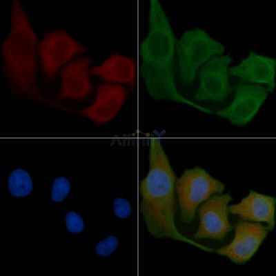 PLK3 Antibody - DF4471 staining Hela cells by IF/ICC.