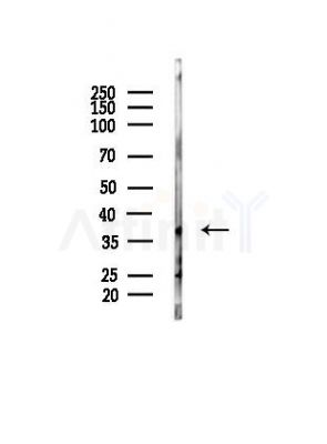 SLC10A7 Antibody - Western blot analysis of lysates from Mouse liver, using SLC10A7 Antibody at 1/1000 dilution.