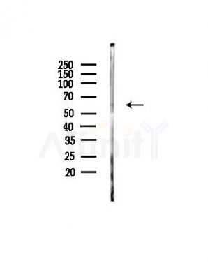SLC24A4 Antibody - Western blot analysis of lysates from PC12 cells, using SLC24A4 Antibody at 1/1000 dilution.