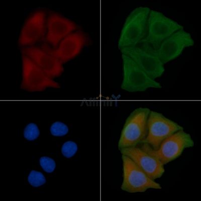 SLC17A2 Antibody - DF4531 staining Hela cells by IF/ICC.